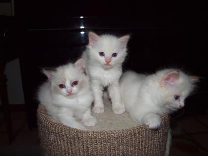 Hobbyzucht hat verschmuste süchtigmachende Kitten abzugeben 0157-79054637