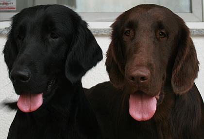 Flatcoated Retriever- Welpen schwarz und braun mit Papieren