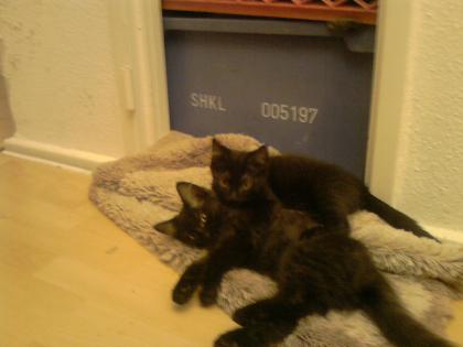 2 Katzenbabys abzugeben