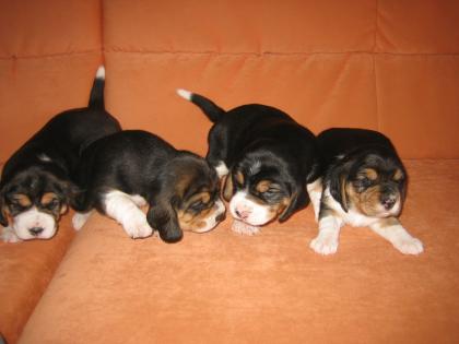 Beaglewelpen Tricolor