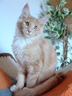 Wunderschöne typvolle Maine Coon Kitten mit Ahnentafel