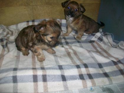 Mischling welpen Shi -Tzu yorky edel mix