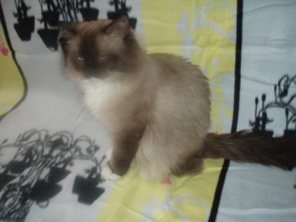 SEHR LIEBER RAGDOLL DECKKATER