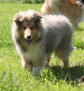 2 Collie-Rüden 6. Monate alt suchen ab sofort.