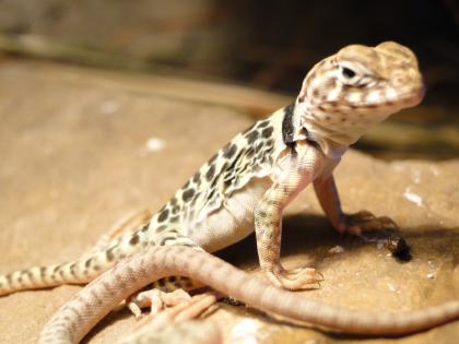Verkaufe Halsbandleguanbabys C. c. Collaris