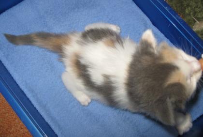 Maine Coon Kitten o. P
