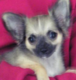 Chihuahua reinrassig m. P
