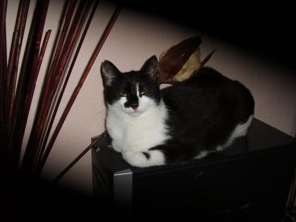 Katze abzugeben