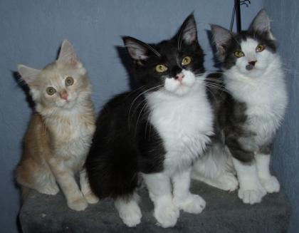 Ein Trio zum verlieben