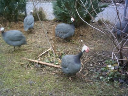 PERLHUHN GOCKEL 1 JAHR ABZUGEBEN