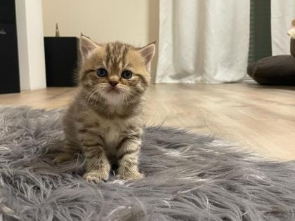 Fünf gesunde süße BKH- Kitten suchen ein neues Zuhause.
