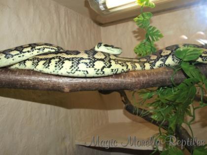 Caramel Teppichpython / Morelia Spilota Bock 2022