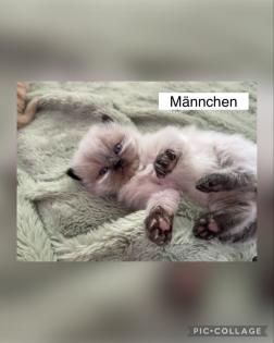 Perserkitten mit Nase