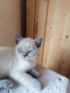 BKH-Kitten lilac-point und blau