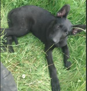 Belgische Schäferhund