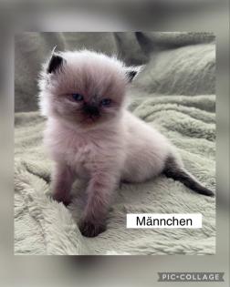 Perserkitten mit Nase