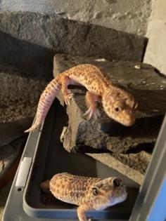 Terrarium mit drei Leopardgeckos abzugeben