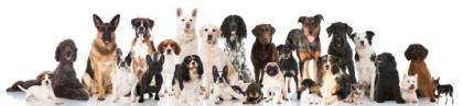 Hundehaftpflicht Viel Leistung zu kleinem Preis mit G P
