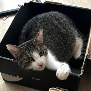 YUNA - Europäische Kurzhaar - 2 Jahre - Tierhilfe-Franken e. V.