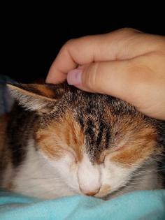 Katze Lucy sucht einen Alterssitz