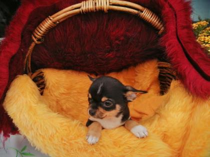 Süßer Chihuahua-Welpe