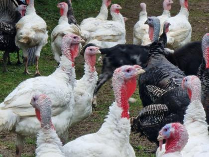 Truthähne Puten Turkey zu verkaufen