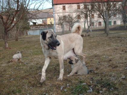 Kangal WELPEN 2 Monate mit Pass. Anatolischer Hirtenhund