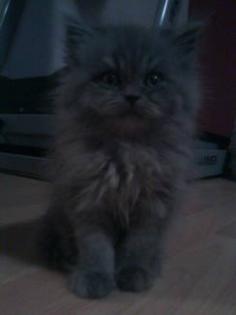 2 Perserkater 6 Monate abzugeben