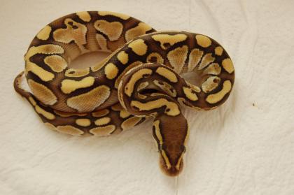 Nachzuchten 2022 Python regius und adulte Tiere