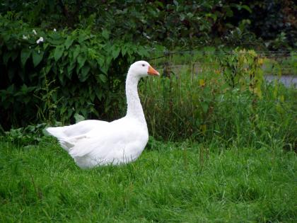 Hausgänse weiß Freilandhaltung Naturbrut Juli 2022