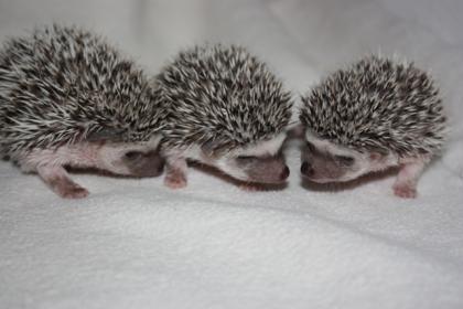 1 2 Salt und Pepper Pinto Weißbauchigelbabys