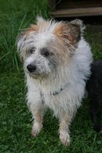Kleiner LAGUN sucht eine liebe Familie