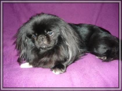 Pekinese pekingese deckrüde