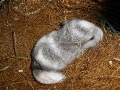 Chinchilla Nachwuchs