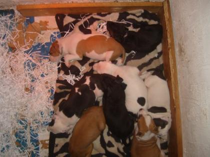 American Staffordshire Terrier Welpen