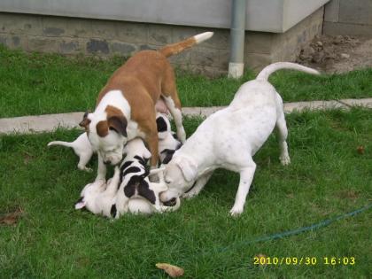 American Bulldog Welpen