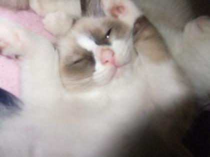 Ragdollkitten entwurmt geimpft gechipt.