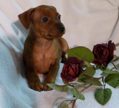 Zwergpinscher Welpe sucht neues zuhause
