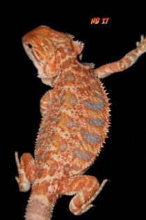 Farbbartagamen Hypos und Hypo Leatherbacks
