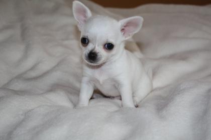 Seltenheit Schneeweißer reinrassiger Chihuahua Welpe Ahnentafel EU-Pass Papiere