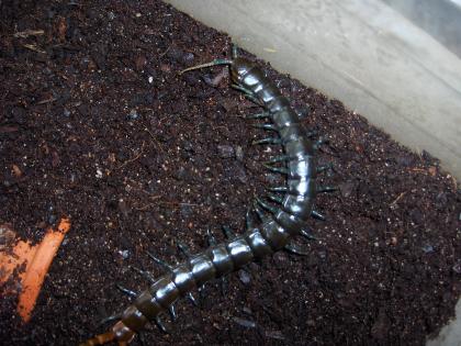 Tanzania Blue Leg Centipede NZ Deutschland in eingerichteter ProPlast-Dose zu