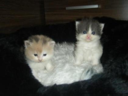 Perser-Norweger Babys
