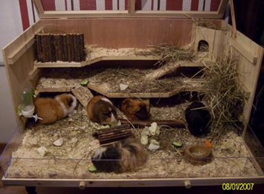 Meerschweinchen Gruppe abzugeben inkl. Gehege 1Bock 4 Weibchen
