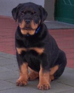 Reinrassig Rottweilerwelpen mit Ahnentafel