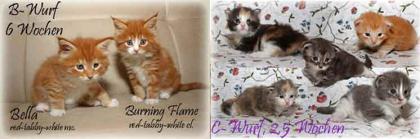 7 süße Maine Coon Babys in vielen Farben suchen ein zu Hause