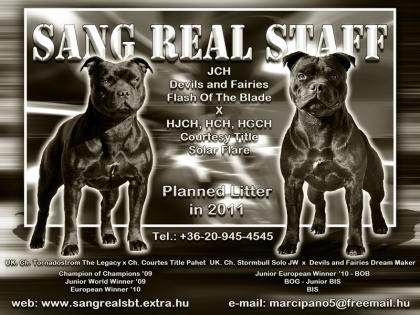 STAFFORDSHIRE BULLTERRIER-UNGARN