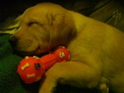 Bildschöne Retriever Welpen von Privat o