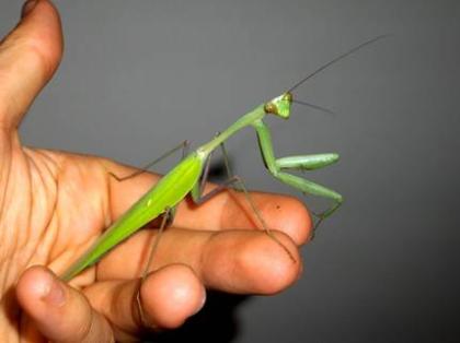 Indische Riesen-Gottesanbeterin Hierodula membranacea Samtschrecken