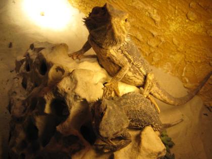 2 Bartagamen m w Geschwister 3 jahre alt Terrarium