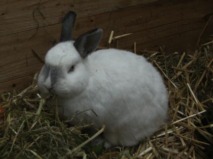 Kaninchen abzugeben